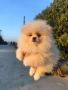 Померан момчета , снимка 5