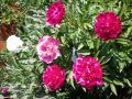 Божур, снимка 1 - Градински цветя и растения - 45540475