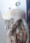 Елек с естествен косъм от рис и полярна лисица, снимка 7