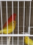 Продавам цветни канари, снимка 9