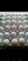 продавам оплодени яйца от Бял легхорн , снимка 7