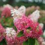 Хортензия паникулата Пинки Уинки, Hydrangea paniculata Pinky Winky, снимка 1 - Градински цветя и растения - 45753599