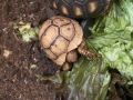 Червенокрака костенурка, леопардова костенурка, , снимка 4