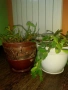 Коледничета,кливия,исусов венец, кротон, сенсевиера,хибискус , снимка 13