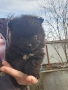 Мини Померанчета момчета , снимка 10