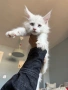 Мейн кун котенца / Мейн куун котенца / Maine coon kittens, снимка 1