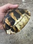 Костенурка черупка , снимка 8