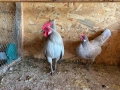 Чифт декоративни кокошки Холандски бантам , снимка 3