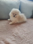 Померан мини шпиц , снимка 5