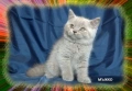 Чистокръвни Британски късокосмести котета, снимка 9