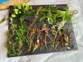 Пакет растения над 15 вида лесни за отглеждане, снимка 15