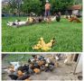 продавам малки пиленца /, снимка 1 - Кокошки и пуйки - 37460526