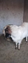 Мини холандски козел , снимка 4
