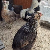 Араукана Araucana яйца кокошки пилета , снимка 5 - Кокошки и пуйки - 45126134