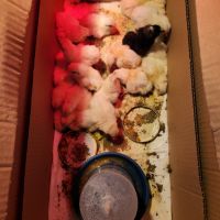 Ломан Браун,Легхорн,Супер Харко-пилета,оплодени яйца, кокошки, снимка 4 - Кокошки и пуйки - 45087041