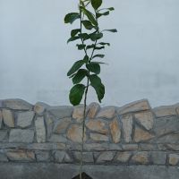 Лимон - Лимоново дръвче , снимка 4 - Градински цветя и растения - 41291782