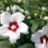 Продавам декоративни храсти Бял и Розов хибискус, снимка 6 - Градински цветя и растения - 45382974