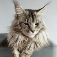 Зрели котета с документи и паспорти - Мейкуун, снимка 2 - Други - 45056293