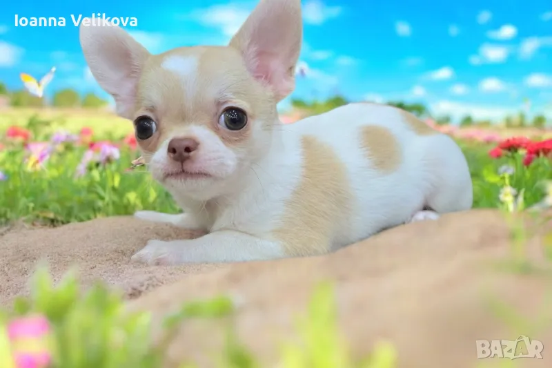 Чихуахуа , снимка 1