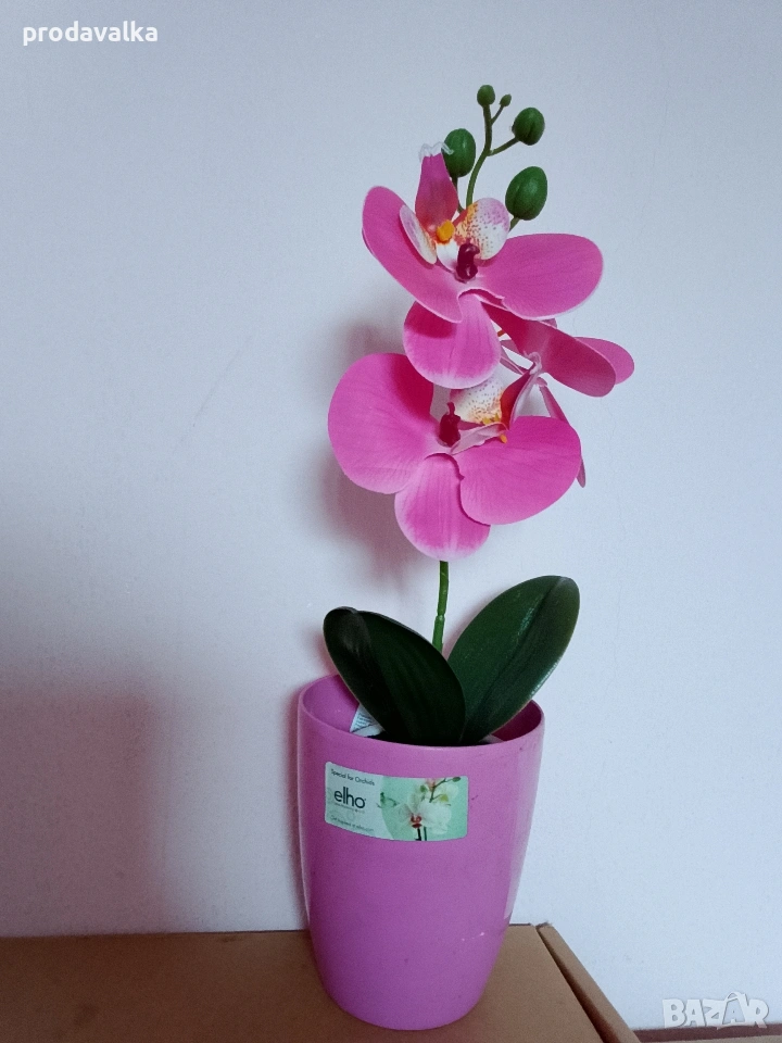 Орхидея 🌺, снимка 1