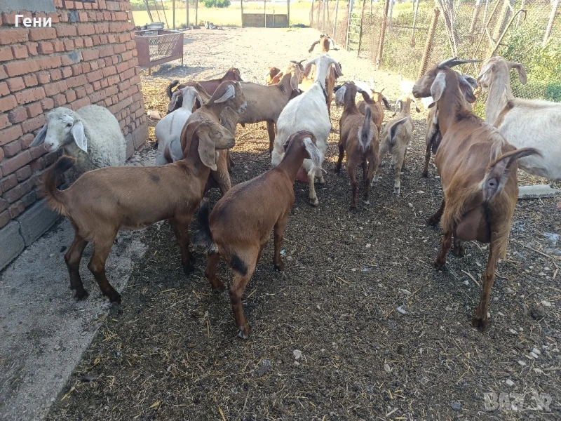 продавам ярета за клане, снимка 1