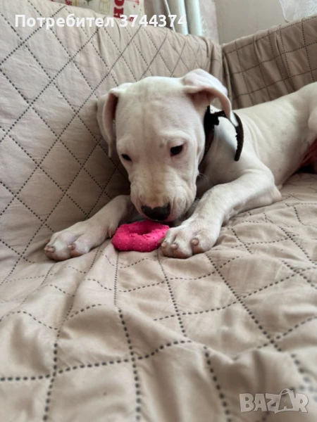 Продавам кученце дого аржентино , снимка 1