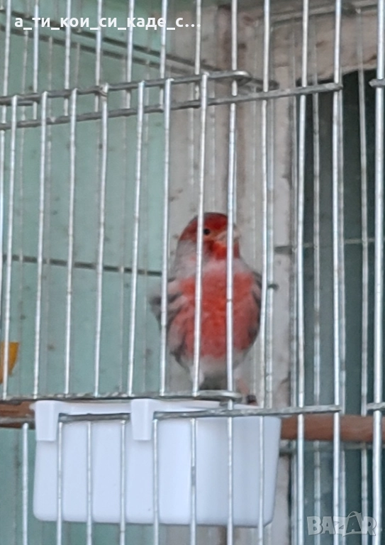 Червена Ахат мозайка млади , снимка 1