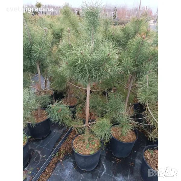 Pinus nigra Черен бор, снимка 1