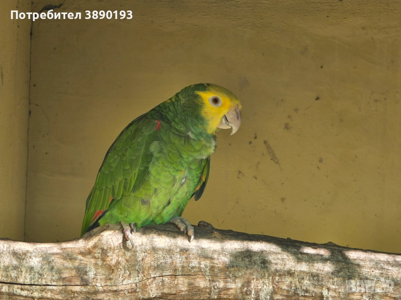 Амазона оратрикс , снимка 1