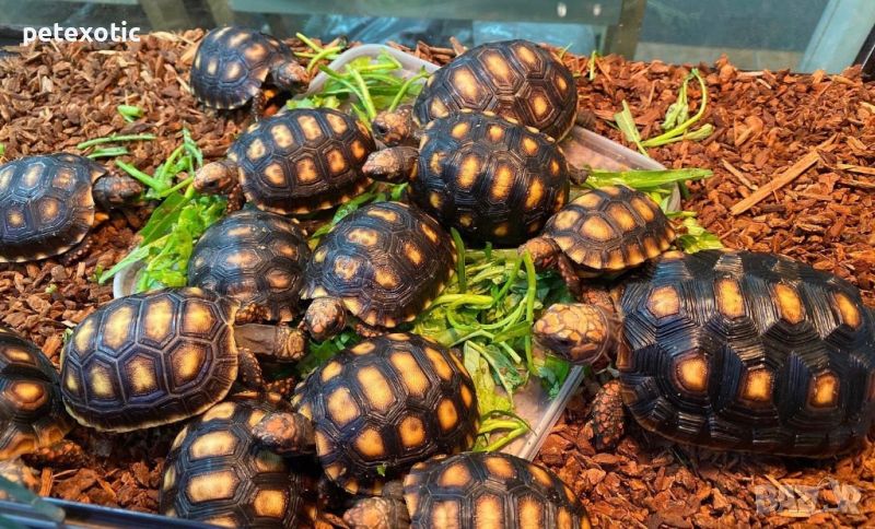 Сухоземна Червенопетниста Костенурка Карбонария - Red-footed tortoise, Chelonoidis carbonarius, снимка 1