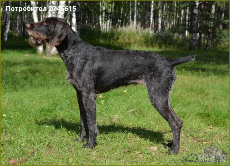 Кученца Дратхар на 60 дни, снимка 1