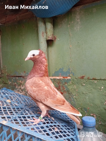 Индийски моки чифт и млади, снимка 1