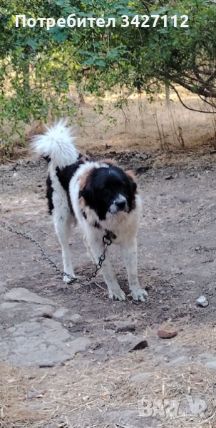 Мъжки на две години , снимка 1