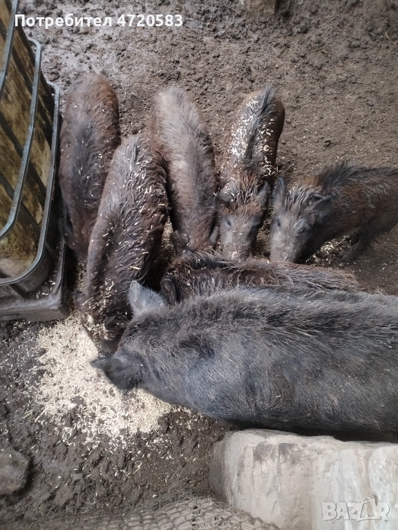 Диви прасета , снимка 1