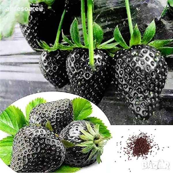 100 семена от плод черна ягода органични плодови ягодови семки от вкусни черни ягоди отлични плодове, снимка 1