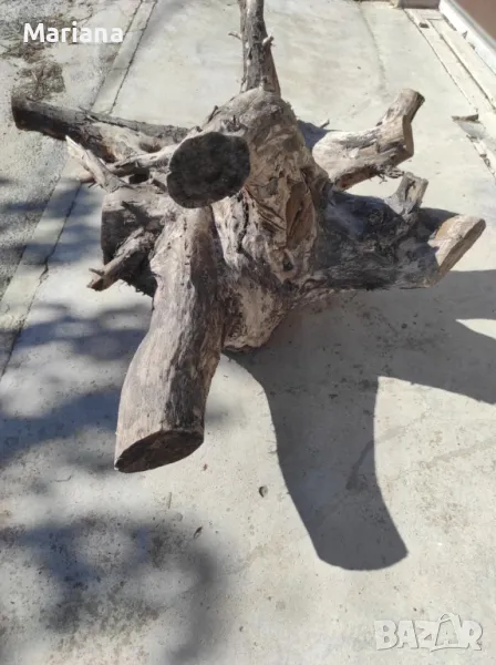 Корен на орех, снимка 1