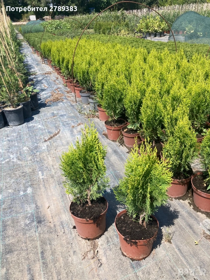 Туя ауреа нана, снимка 1