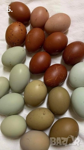 Разплодни яйца, снимка 4 - други­ - 54259062