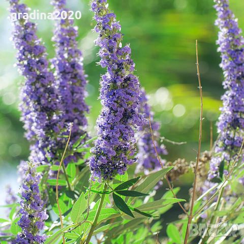 Дърво на целомъдрието (Vitex agnus castus) АВРАМОВО ДЪРВО, ВИТЕКС АГНУС КАСТУС, снимка 8 - Разсади - 46564137