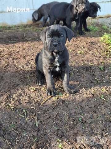 Кане Корсо- Италиано, снимка 7 - Кане корсо - 53401347