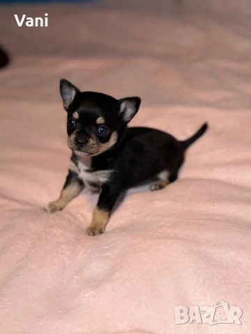 Мини мъжко Чихуахуа на 2месеца, снимка 6 - Чихуахуа - 53493392