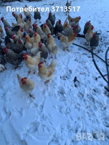  Домашни петли 12.50, снимка 6 - Кокошки и пуйки - 53255990