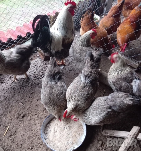 Разподни яйца от катунска кокошка Сребърна линия Разподни яйца от катунска кокошка Сребърна линия , снимка 5 - Кокошки и пуйки - 53273408