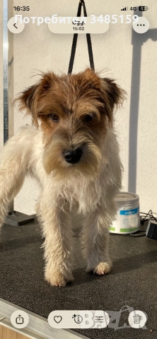 Парсън Ръсел Териер , снимка 6 - Джак ръсел териер - 47713816