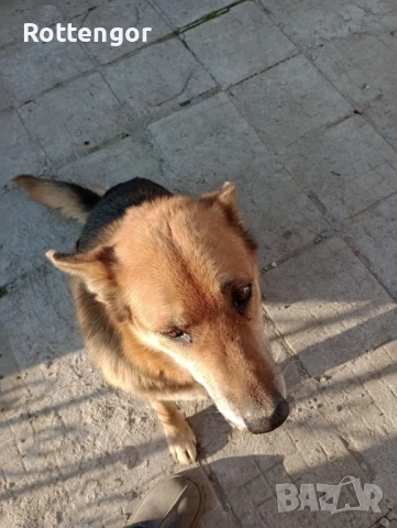 Подарявам, снимка 5 - Немска овчарка - 53982292