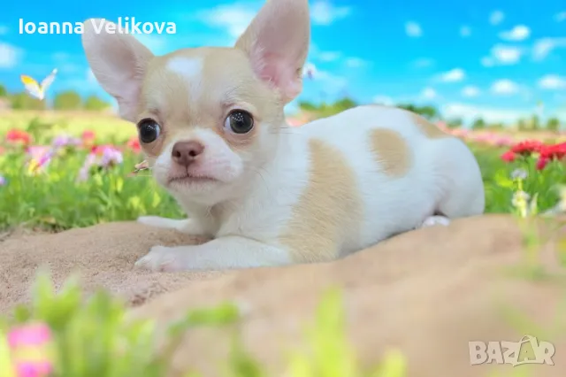 Чихуахуа , снимка 1