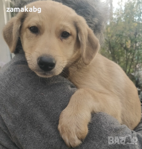 Подаряваме кученцe бездомниче пухено бобче мъжко