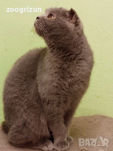 шотландски момичета, снимка 4 - Британска късокосместа - 50767102