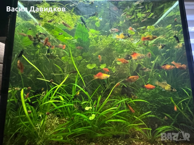 Хелер , Молинезия , Плата , Гупа , Комети, снимка 4 - Рибки - 51515705