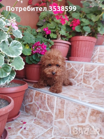 Той Пудел., снимка 2 - Пудели - 53365753